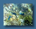 Helengeli 267